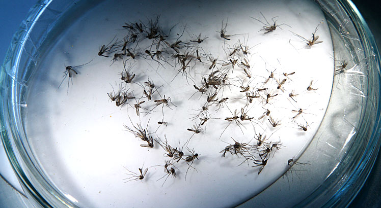 Aedes aegypti, mosquito da dengue, zika  e chicungunha, está em todas as localidades de Pernambuco / Rodrigo Lobo/ Acervo JC Imagem