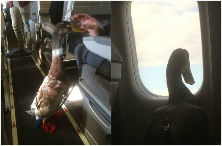 Pato que viajou de avião ajudou sua dona a se recuperar de um grave acidente. Foto: Reprodução/Twitter 