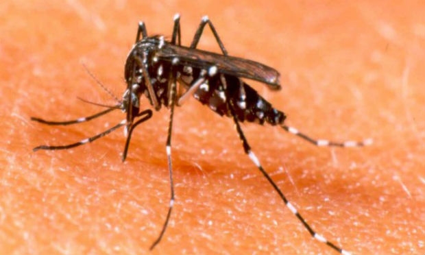 Tecnologia, criada por empresa britânica, pretende diminuir a população de Aedes aegypti na natureza e reduzir a incidência da dengue. / Foto: AFP