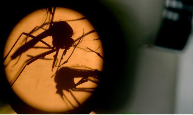 O programa da OMS para a luta contra a epidemia de zika recebeu apenas 13% do financiamento esperado, o que compromete os esforços para parar a propagação do vírus / Foto: AFP