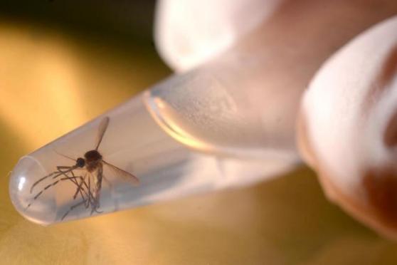 O Texas é o 3º estado a reportar transmissão do zika; surto da doença em Miami Beach infectou 238 pessoas / Foto: AFP