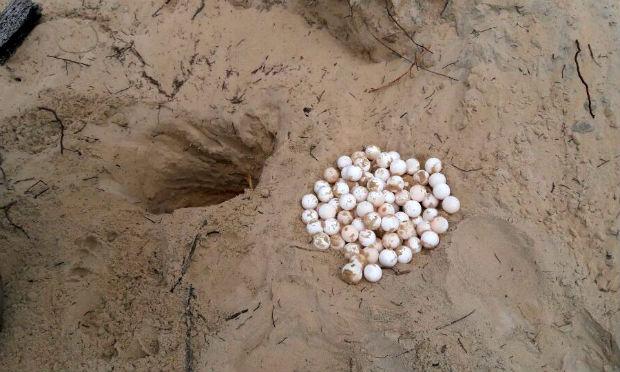 O nascimento dos filhotes ocorre entre 45 e 60 dias após a postura dos ovos, a depender da temperatura da areia da praia / Foto: Divulgação