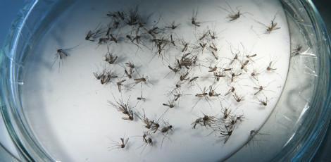 Aedes Aegypti transmite ambas as enfermidades (Foto: Rodrigo Lôbo/Acervo JC Imagem) 