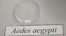 imagem-Aedes-aegypti