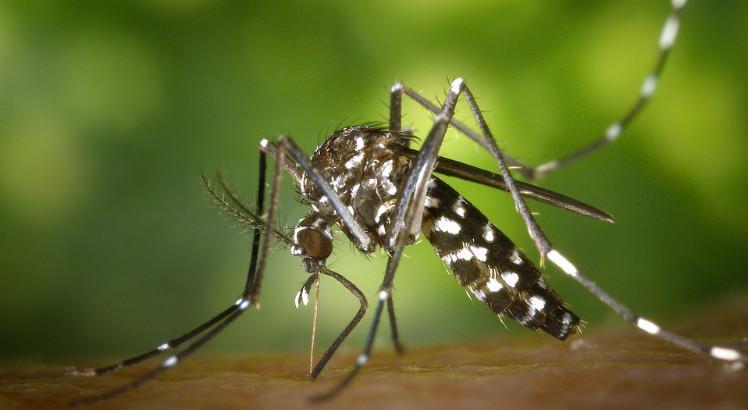 Além das mortes, Pernambuco já registra quatro casos de dengue com sinais de
alarme, que são os quadros em que há gravidade (Foto: Pixabay/Banco de Imagens)