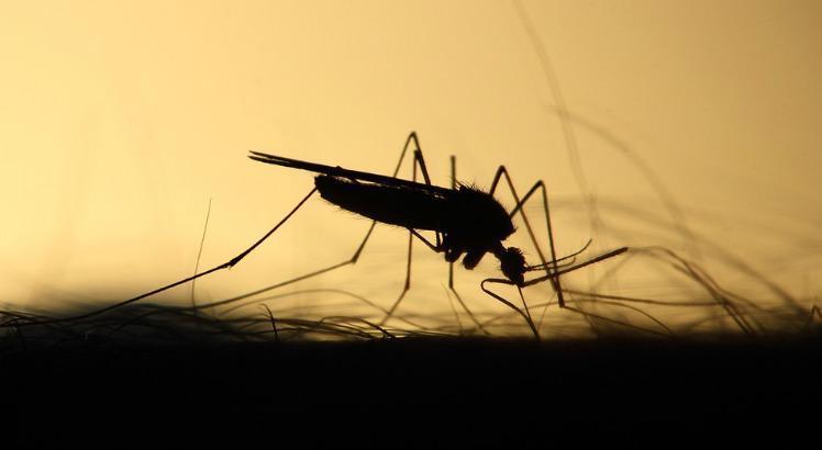 Em 2019, foram registrados mais de 60 mil casos de pessoas que adoeceram com sintomas de dengue em todos os municípios pernambucanos (Foto: Pixabay/Banco de Imagens)