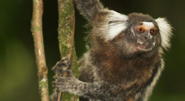 Macacos e saguis não transmitem a febre amarela. Eles são importantes sentinelas para alerta em regiões onde o vírus da doença está circulando (Foto: Guga Matos/Acervo JC Imagem)