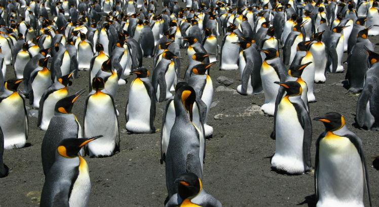 As causas do desaparecimento desses pinguins podem ser ambientais, mas o motivo continua sendo um mistério, avalia a pesquisa. Foto: AFP