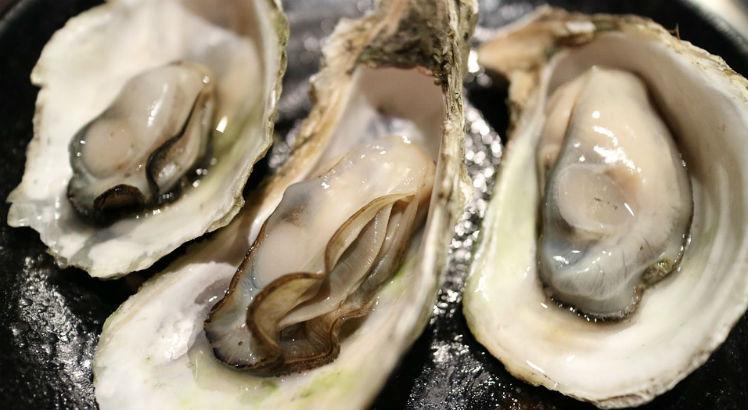 Pesquisadores usam ostras para rastrear poluição no mar