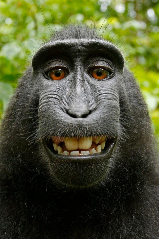 "Cada macaco na sua selfie". (Foto: Reprodução/WikimediaCommons). 