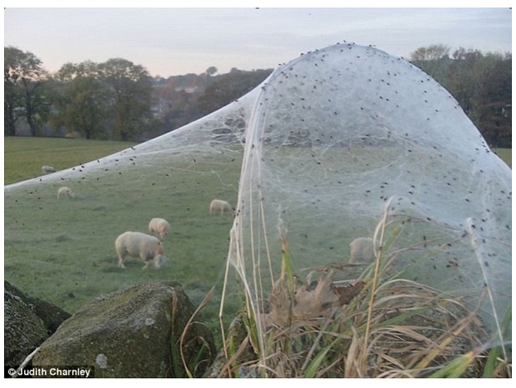 Teias de aranha gigantes se espalham em fazenda e intrigam moradores da  Inglaterra