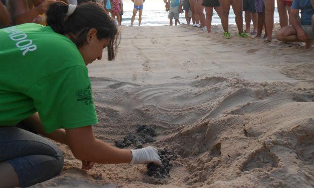 Tempo entre a desova e a eclosão foi de 53 dias / Foto: ONG Eco Associados/Divulgação