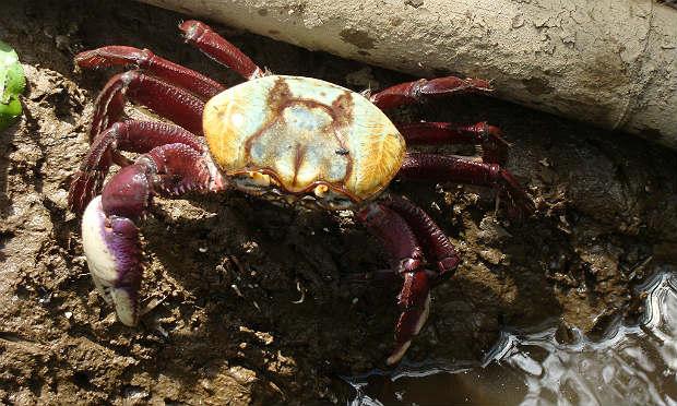Crustáceo deve ter mais de seis centímetros de carapaça para que possa ser apanhado / Foto: divulgação/ICMBio
