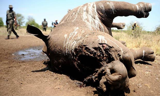 Mais de dois terços de 827 rinocerontes morreram no parque nacional Kruger (nordeste) / Foto: AFP