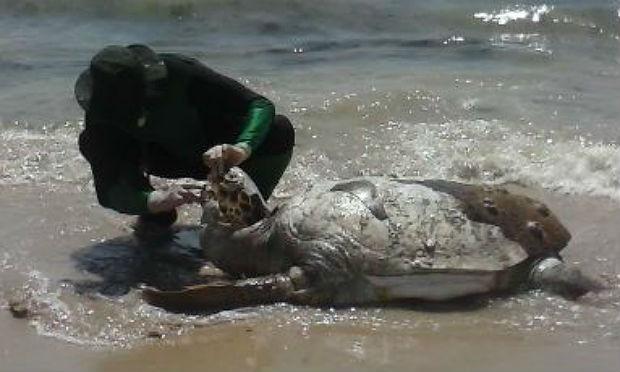 Redes de pesca têm prejudicado a chegada das tartarugas ao litoral para a desova / Foto: Divulgação
