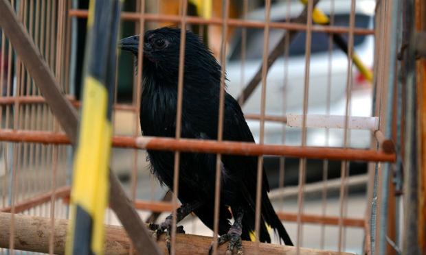 Aves passarão por uma triagem e serão encaminhadas para uma reserva ambiental / Foto:  João Barbosa/divulgação