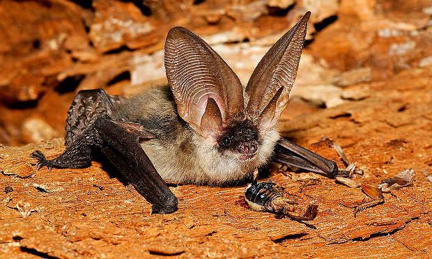 Segundo tese, morcegos são animais importantes no combate aos insetos / Foto: divulgação