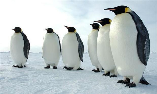 O Imperador é o maior e o mais pesado de todos os pinguins / Foto: Divulgação/U.S. Antarctic Program/National Science Foundation