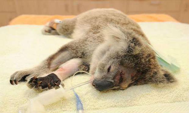 A eutanásia dos coalas aconteceu em 2013 e 2014 na região de Cape Otway / Foto: reprodução