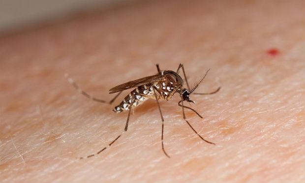 Uso de repelente impede que o transmissor da dengue chegue perto / Foto: EBC