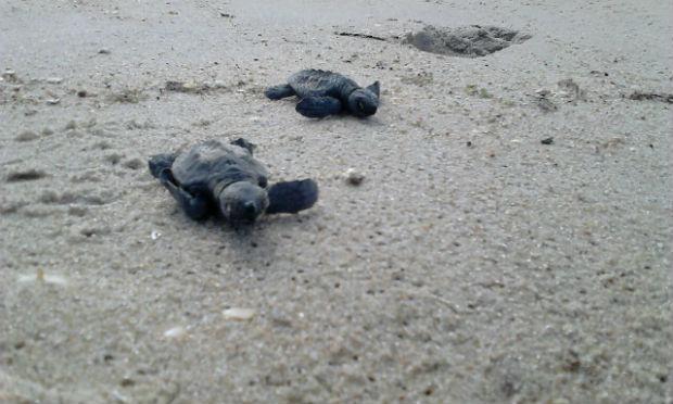 É esperado o nascimento de mais tartarugas no litoral de Paulista até o fim de abril  / Foto: Divulgação/ Prefeitura de Paulista