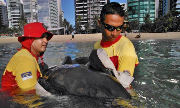 O golfinho foi encontrado nas imediações do cruzamento com a Rua Bruno Veloso / Foto: Divulgação / Corpo de Bombeiros