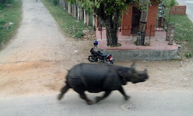 Animal teria viajado cerca de 20 km da reserva à cidade, onde perseguiu pedestres / Foto: AFP