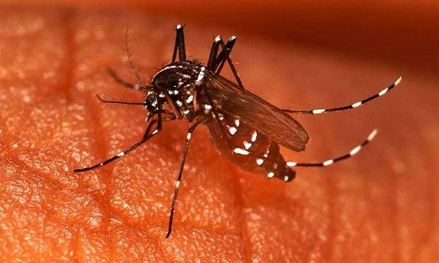 A dengue é transmitida pelo mosquito Aedes aegypti / Foto: AFP