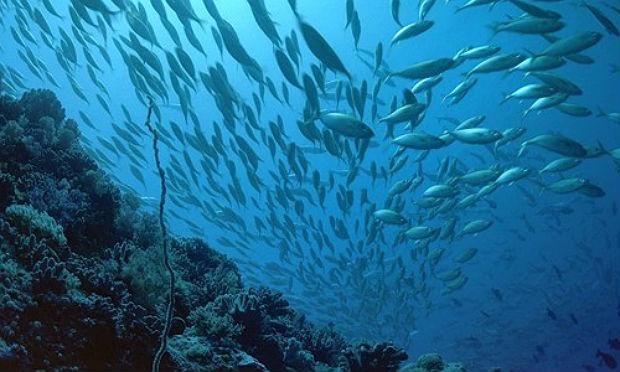 WWF afirma que uma estimativa prudente para o valor dos oceanos do planeta alcança 24 trilhões de dólares / Foto: Reprodução
