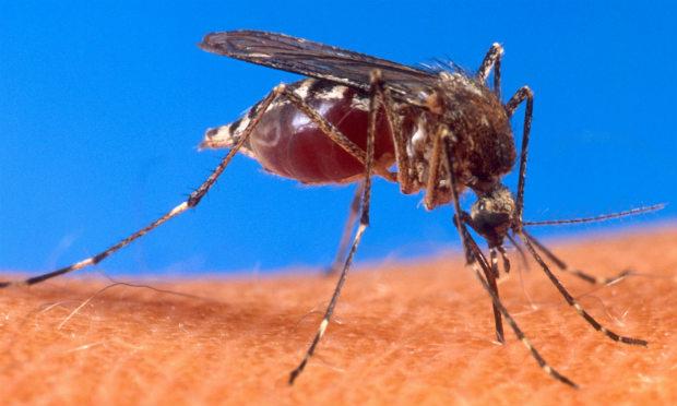 Em 2014, foram confirmados 3.844 casos de dengue. / Foto: Arquivo/Wikipedia