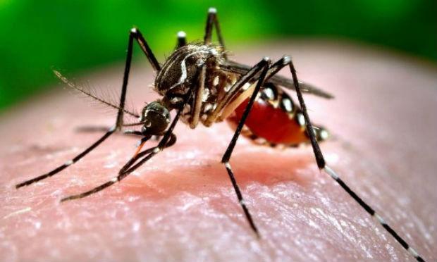 Doença é transmitida pelo mesmo mosquito que transmite a dengue e a febre chikungunya, o Aedes aegypti / Foto: Reprodução