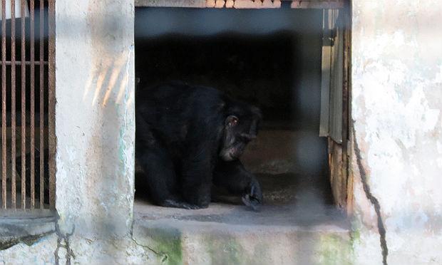 Precisando de reformas, zoológico do Parque Estadual de Dois Irmãos abriga mais de 530 animais, como o chimpanzé / Foto: Marília Banholzer/NE10