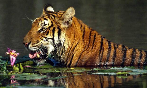 Mundo está embarcando em sua sexta extinção em massa, de acordo com um estudo com tigres e outras espécies / Foto: AFP