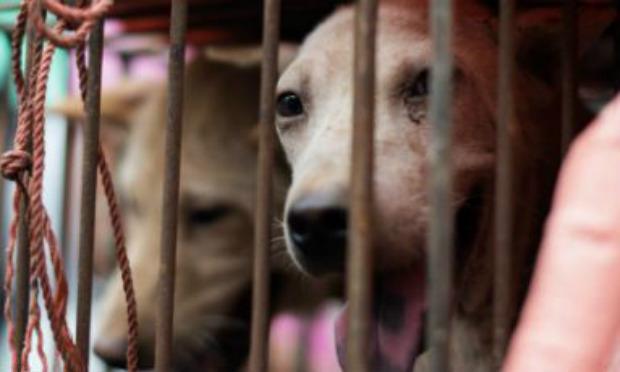 Todos os anos, até 10 milhões de cães são mortos pela sua carne na China / Foto: Johannes Eiselle / AFP