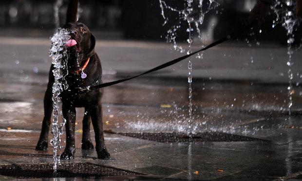 Cão bebe água em fonte no município de Córdoba  na comunidade Andaluzia, na Espanha  / Foto: AFP