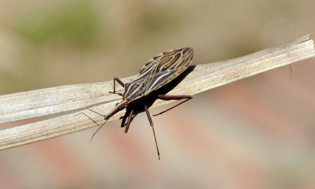 Descoberta pode ajudar no combate à Doença de Chagas / Foto: AFP