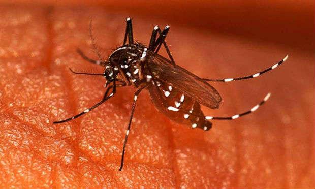 “Há riscos, devido às chuvas, ao calor e à presença do Aedes aegypiti", alertou infectologista / Foto: Reprodução