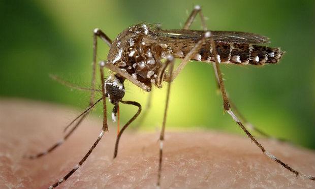 O Aedes aegypti mede menos de um centímetro, tem aparência inofensiva, cor café ou preta e listras brancas no corpo e nas pernas / Foto: Sanofi Pasteur/ divulgação