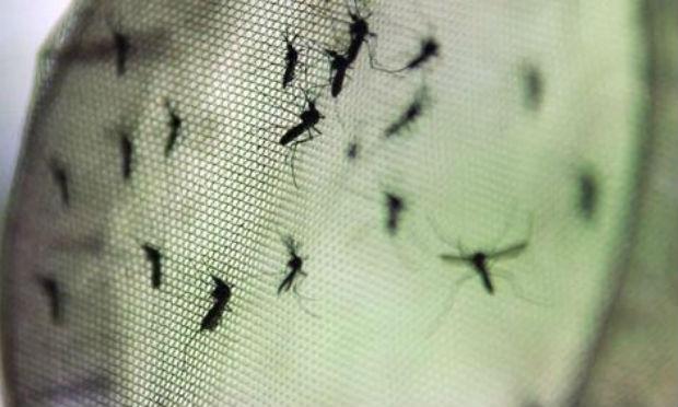 Todos os 20 mil agentes receberão treinamento sobre como identificar os focos de reprodução do mosquito e como combatê-los e já na próxima semana passarão a orientar a população. / Foto: Agência Brasil