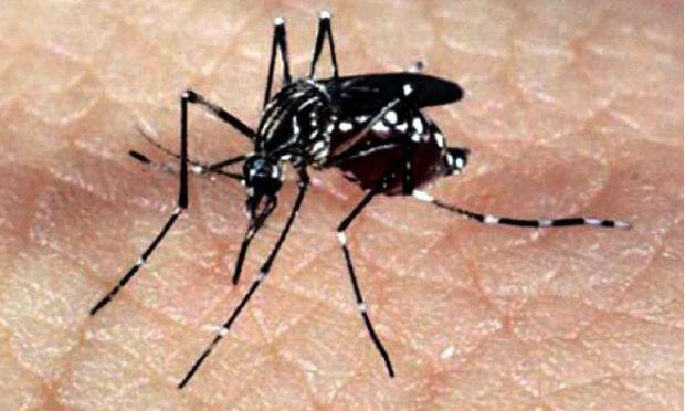 A transmissão do Zika pelo mosquito Aedes aegypti é certa e bem conhecida. Porém, as informações sobre uma possível transmissão por sêmen ainda são bem limitadas. / Foto: Agência Brasil