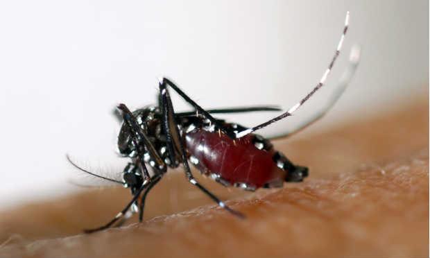 Ao todo, 18 novos casos do vírus zika foram detectados no território, elevando para 19 o número registrado / Foto: AFP