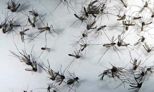 O zika vírus apareceu na América Latina em 2015 e se alastrou pela região rapidamente, transmitido pelo mesmo mosquito, o Aedes aegypti, que também é vetor da dengue e do Chikungunya.  / Foto: Fabio Lôbo/JC Imagem