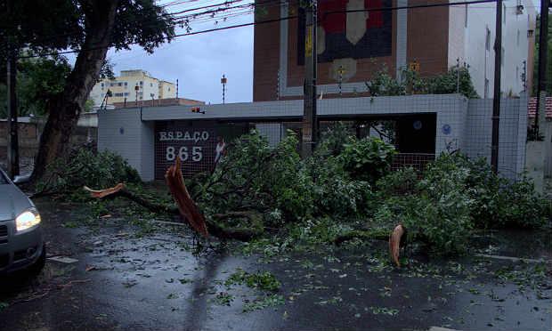 Diversas árvores caíram no Grande Recife prejudicando a rede elétrica, segunda a Celpe / Foto: Luiz Pessoa/NE10
