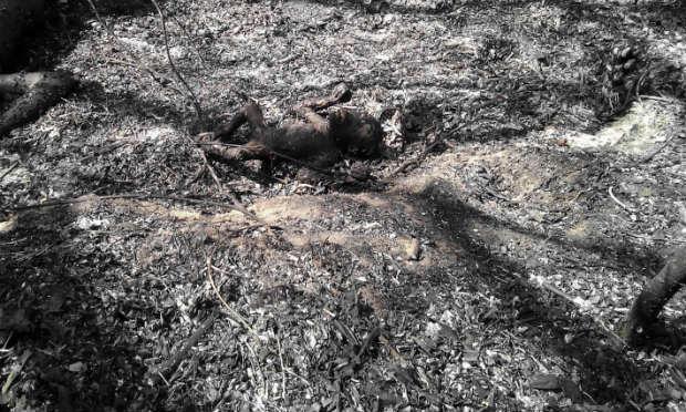 Os corpos carbonizados destes orangotangos de Bornéu, uma espécie em risco de extinção, apareceram em meio aos restos de árvores enegrecidas pelas chamas / Foto: AFP