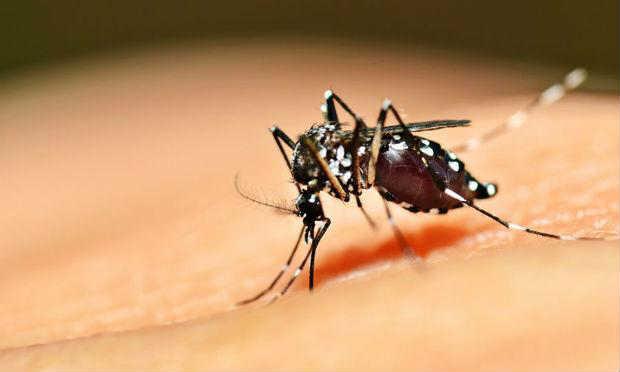 Uma vacina experimental contra a dengue foi 100% eficaz em seus primeiros testes / Foto: Reprodução