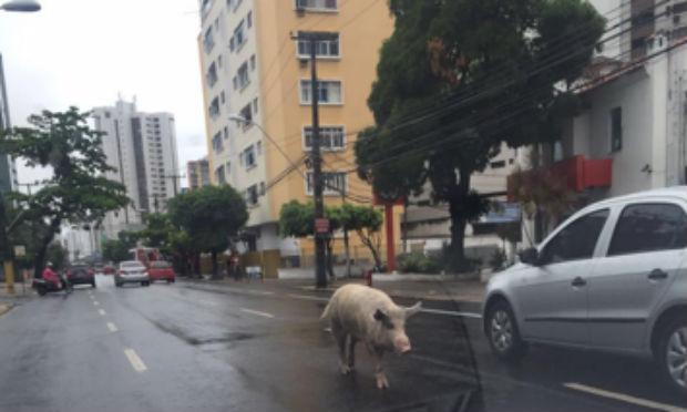Porco foi visto caminhando entre os carros na Avenida Conselheiro Aguiar / Foto: Bruno Cunha via ComuniQ