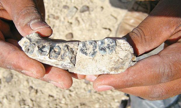 Fragmentos de metatarso de um dinossauro e fósseis com 70 a 95 milhões de anos foram descobertos no estado mexicano de Chihuahua / Foto: AFP