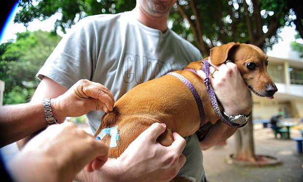 Devem ser vacinados mais de 1,2 milhão de cães e gatos em Pernambuco / Foto: Marcelo Camargo/Agência Brasil