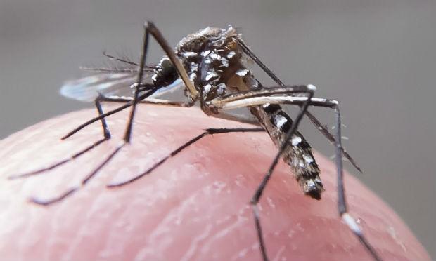 Cientistas aprenderam com casos de Zika Vírus / Foto:  Rafael Neddermeyer/ Fotos Públicas (14/05/2015)