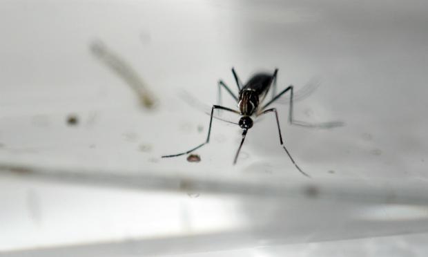 A transmissão do vírus da zika normalmente ocorre por meio da picada do mosquito Aedes aegypti infectado / Foto: AFP